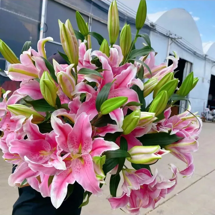 香水百合四季赏花重瓣大花朵花型阳台庭院低温全国春夏秋冬种植商品图