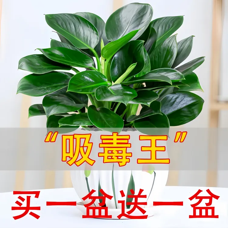 【吸除甲醛植物】大叶金钻盆栽室内绿植办公室客厅四季常青土培水培