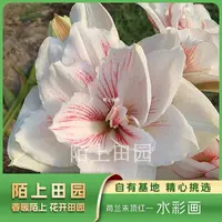 【水彩画】★ 包对版荷兰重瓣朱顶红种球