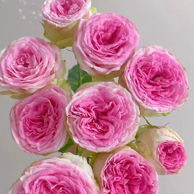 冰淇淋月季玫瑰花一加仑原盆原土发货扦插苗丰花抗病包邮