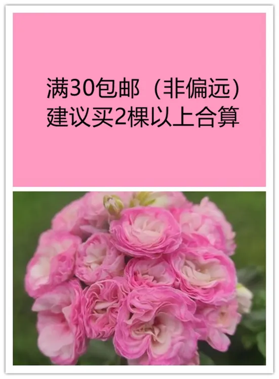 直立天竺葵花苗盆栽花卉植物合集