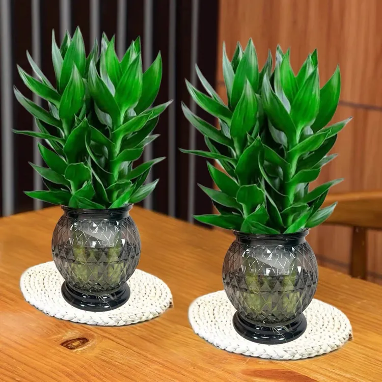 观音竹水培植物绿色养护前台场景盆栽不带绿植盆栽花卉室内青松