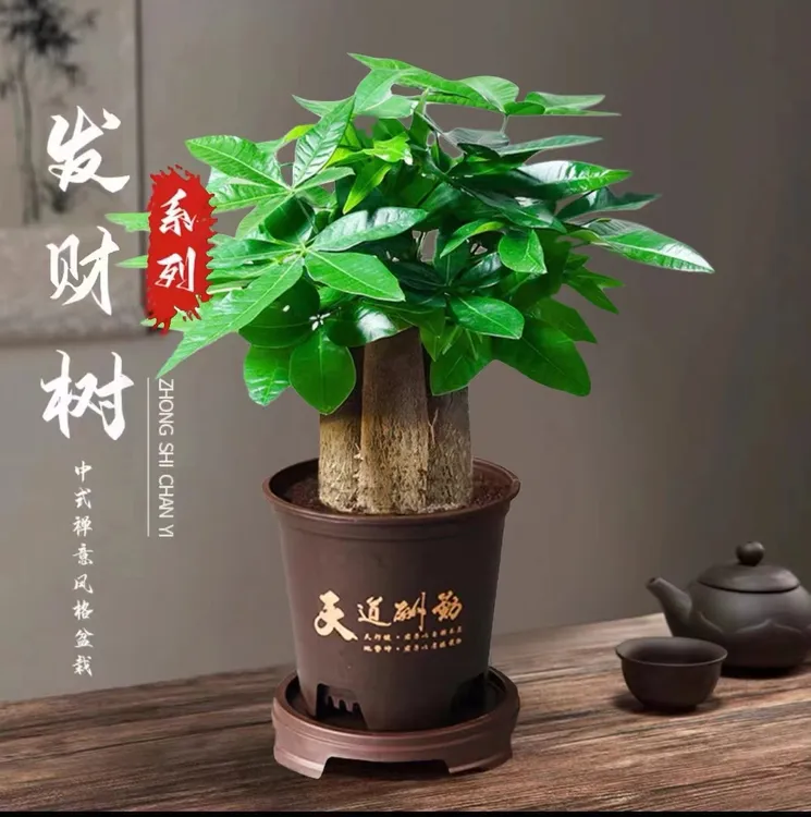 邓【】发财树好养活耐旱盆栽办公室室内花卉绿植绿植花卉绿植盆栽