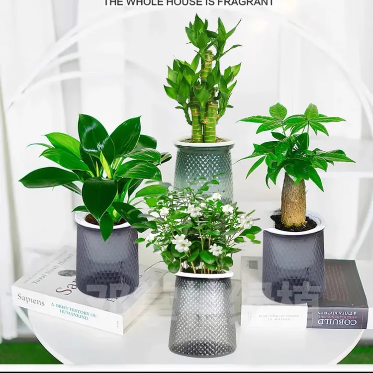 【拍一发四】邓九里香步步高富贵竹室内盆栽办公室花卉绿植盆栽商品图