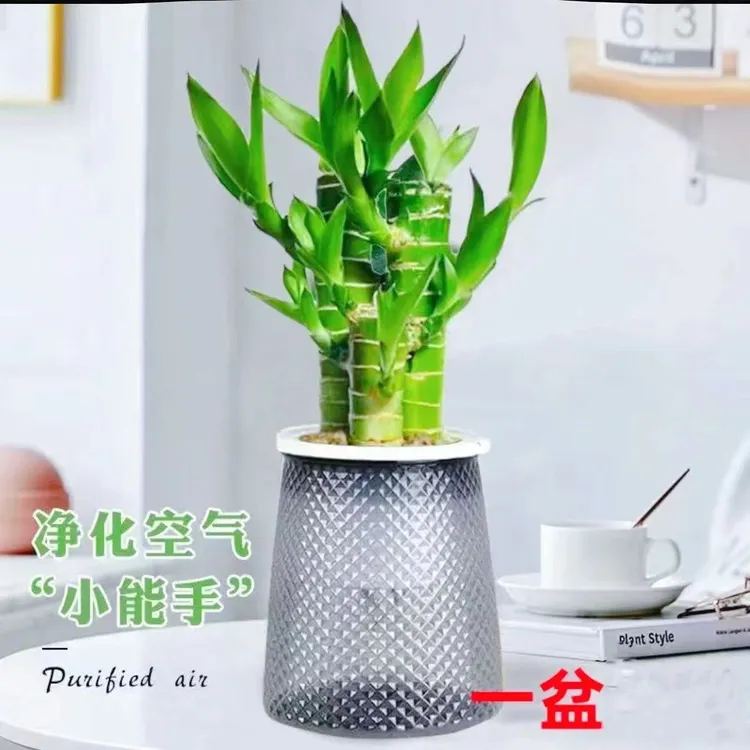 富贵竹盆栽好养观音竹文昌竹步步高水养土培室内客厅办公室绿植物