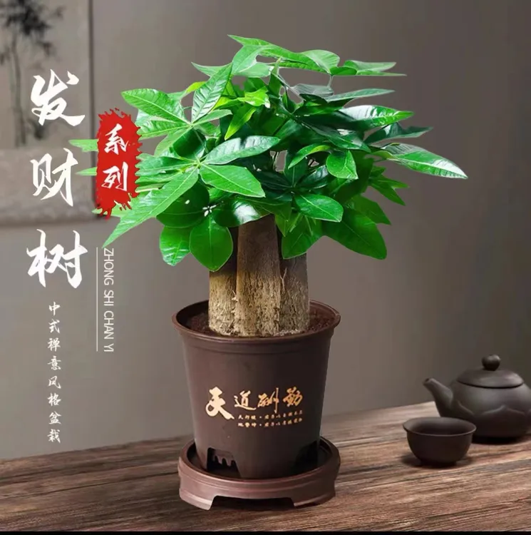 【三杆发财树】好养活发财树盆栽室内绿植转运花卉幸运老桩卧室H