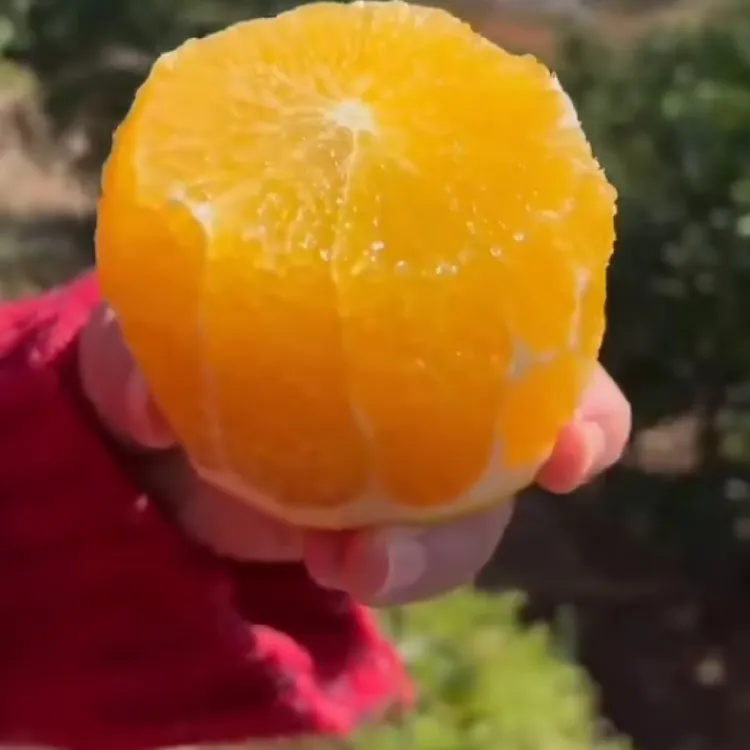 道州脐橙现摘现卖