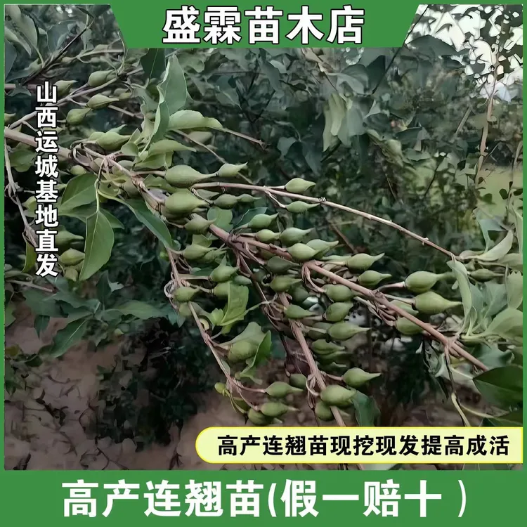 连翘苗育苗基地药用高产大果连翘苗耐寒耐旱荒山坡地连翘树苗批发