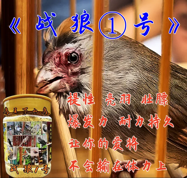 黄豆鸟《战狼①号打料》打料收身提性长腰打斗亮羽纯天然手工制作