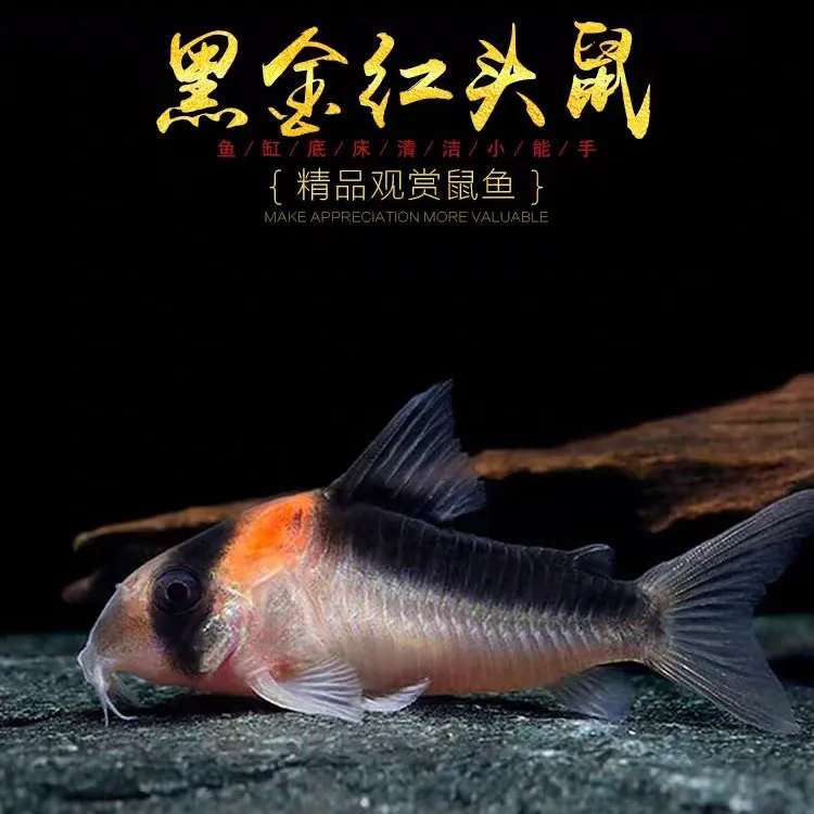 黑金红头鼠鱼在线水族观赏鱼