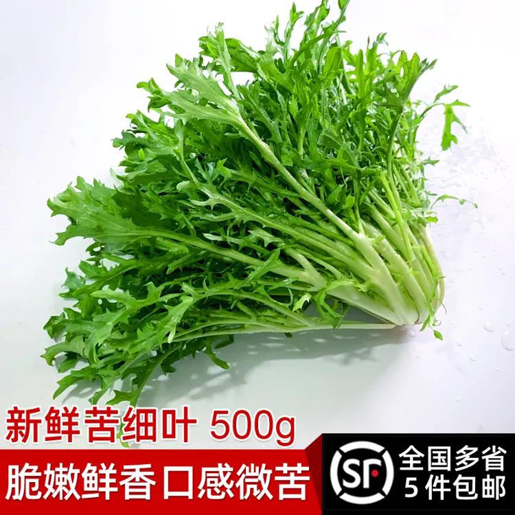 新鲜苦菊500g苦细叶苦叶生菜苦苣蔬菜沙拉凉菜批发新鲜苦菊蔬菜