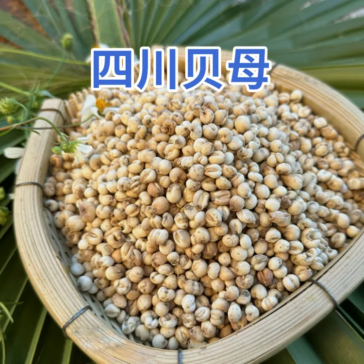 【川蜀山农】现收四川 高山 贝母 本色小粒搭配百合煮水蒸雪梨炖汤