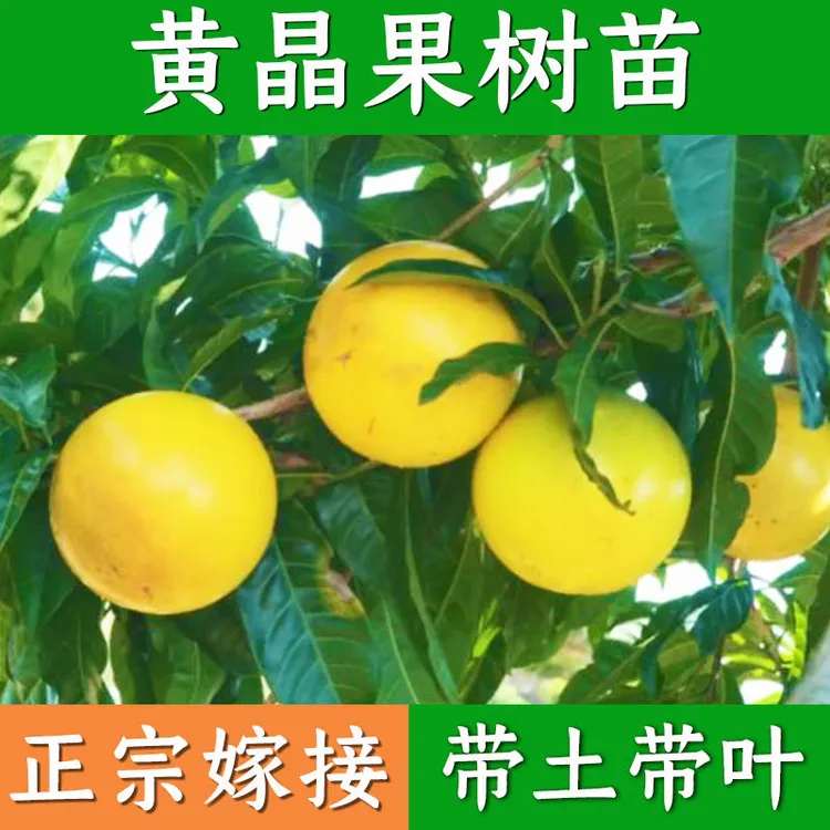 黄晶果树苗黄金果苗冬蜜黄晶果苗水果四季可栽阳台庭院盆栽嫁接
