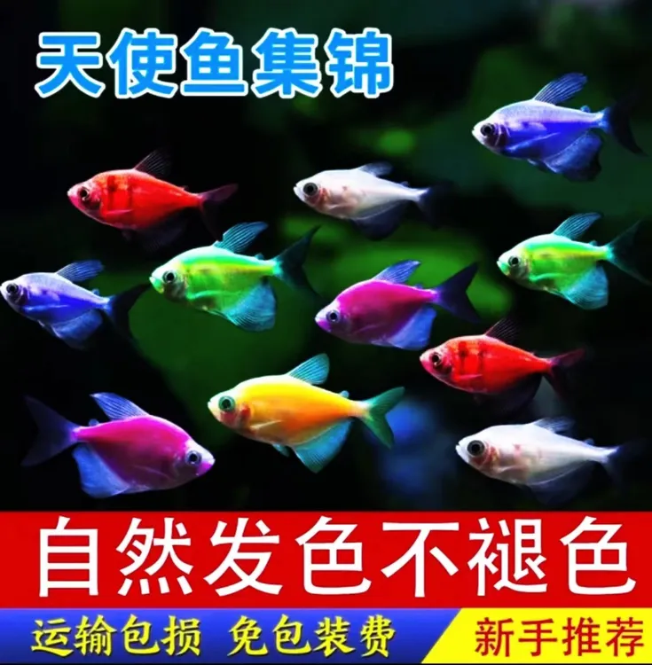 【精品天使鱼】5色大尺寸天使鱼小鱼观赏鱼小型热带鱼新手混养好养