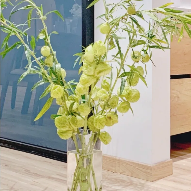 糖棉鲜花云南直发鲜切花气球果绿植水培植物花束插花小众鲜花唐棉