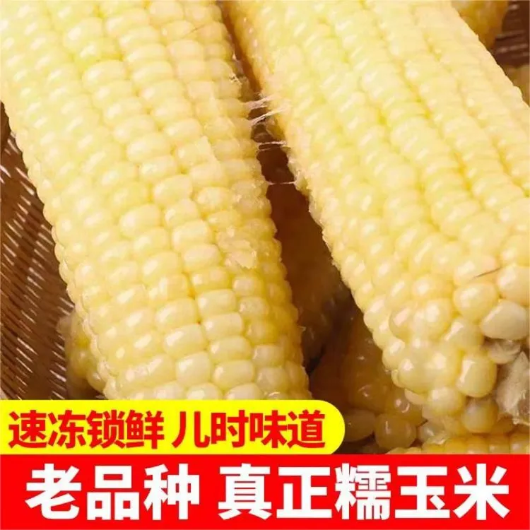 真空新鲜白糯玉米棒甜包谷粘黏香甜锁鲜品早餐粗粮白黄甜糯可代餐