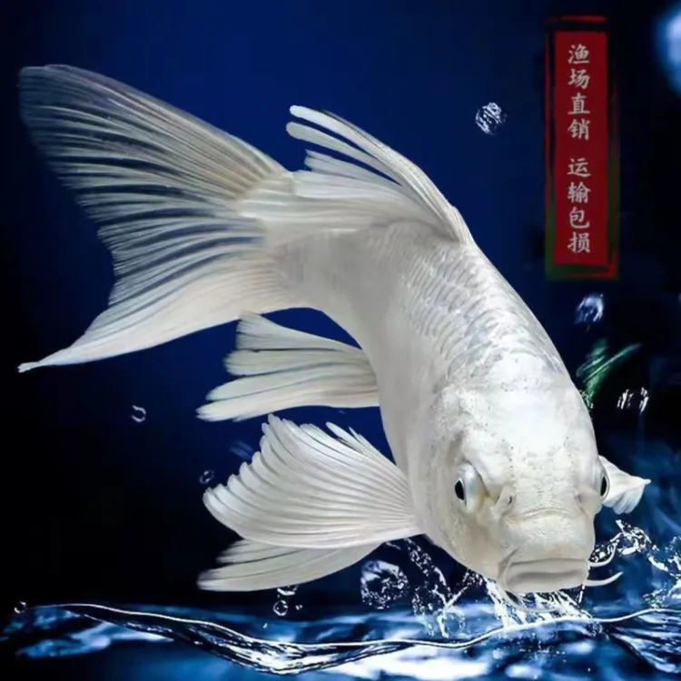 白金蝴蝶锦鲤活体纯种单色鲤精选白金龙凤观赏鱼锦鲤耐活淡水鱼