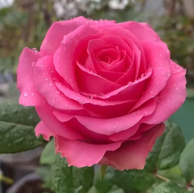 上海夫人大花玫瑰