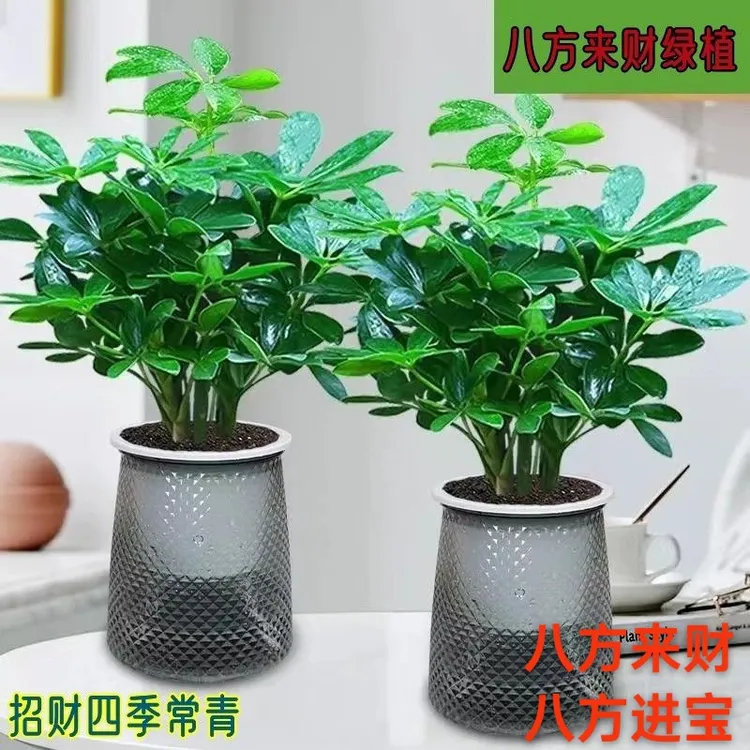 八方来财鸭脚木室内客厅办公好养水培吸水盆懒人盆栽绿植花卉常青
