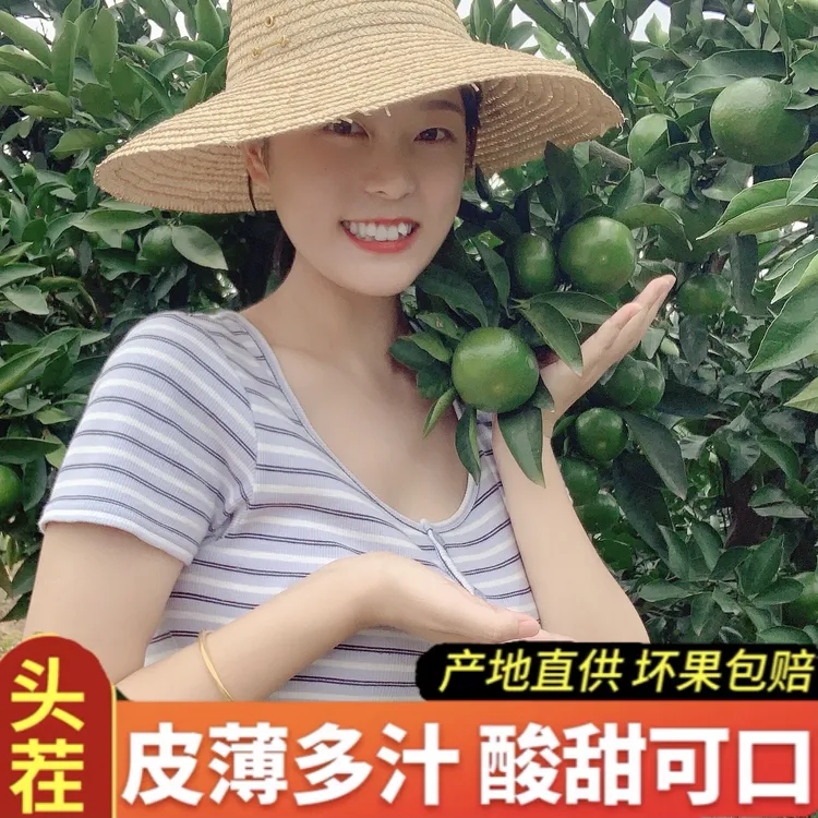 （现摘）湖北宜昌蜜桔新鲜橘子薄皮孕妇水果柑橘早熟桔子酸甜3/5斤