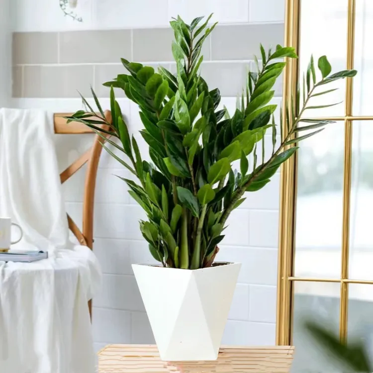 【花伴水】金钱树带盆净化空气室内绿植室内耐旱好养rr