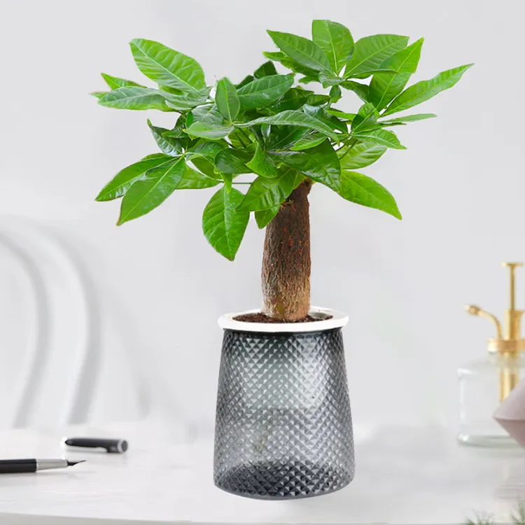 【花伴水】财源滚滚发财树室内绿植水培植物好养
