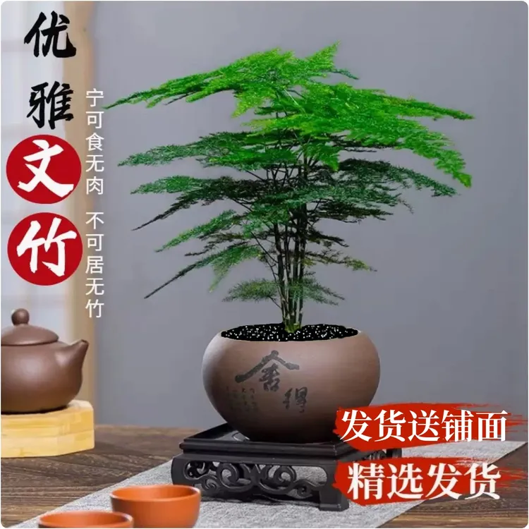 【花伴水】文竹盆栽植物室内净化空气办公室桌面好养盆栽简约美观