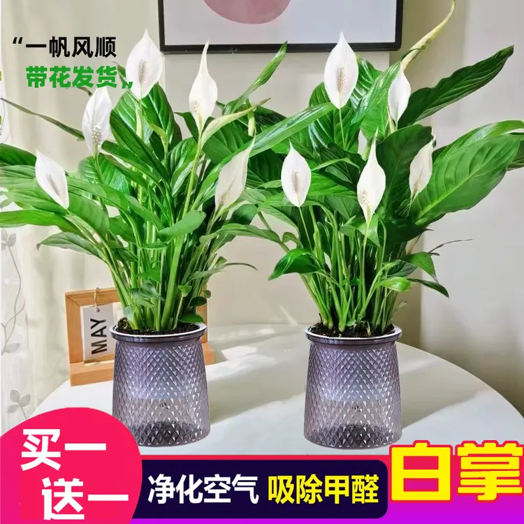【花伴水】买一送一白掌盆栽水培一帆风顺室内开花绿植花卉绿色盆栽