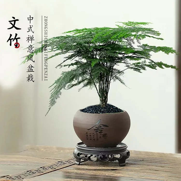 花伴水文竹黑沙盆栽植物净化空气办公室桌面好养易活盆栽