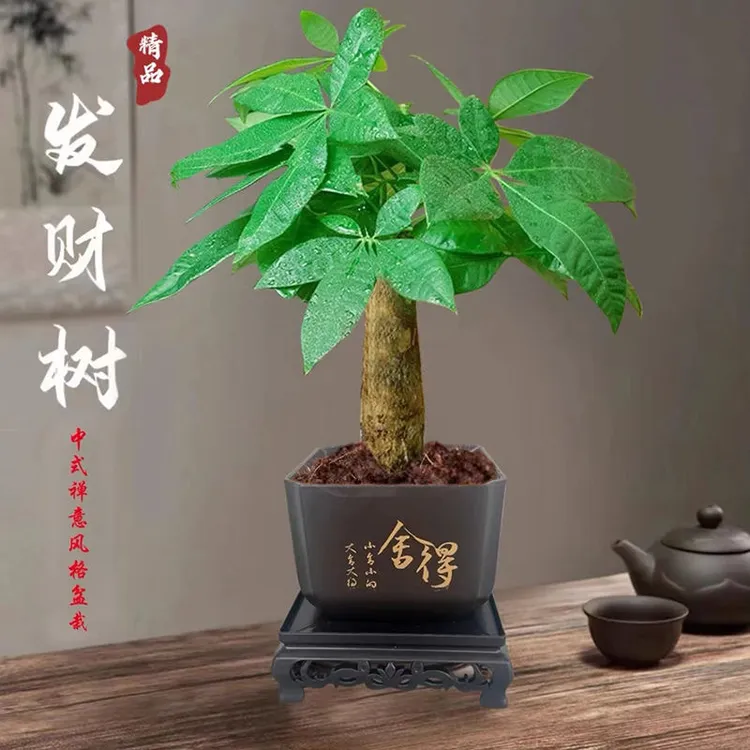 【八方来财】发财树室内桌面办公茶台绿植好养易活带盆