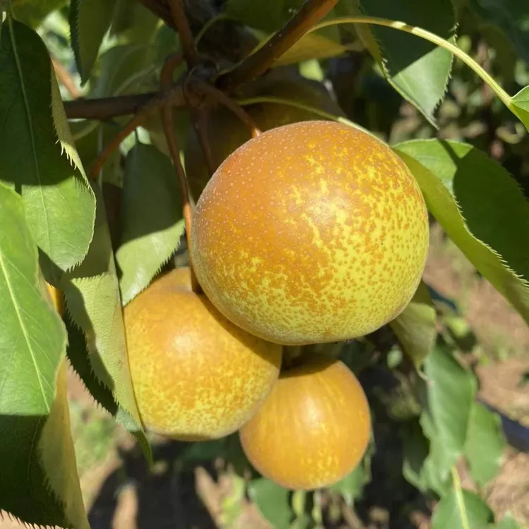 【花盖梨】鞍山大屯自家果园正宗花盖梨10斤/箱净重9斤果整箱包邮