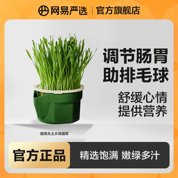 【网易严选】无土水培猫草杯盆栽化毛草猫咪零食懒人营养吐毛|粉丝