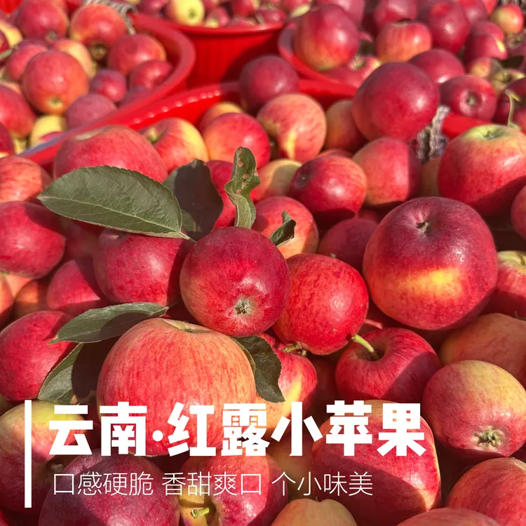 2025年正宗云南红露小苹果 现摘现发 脆甜爽口 个小味浓 
