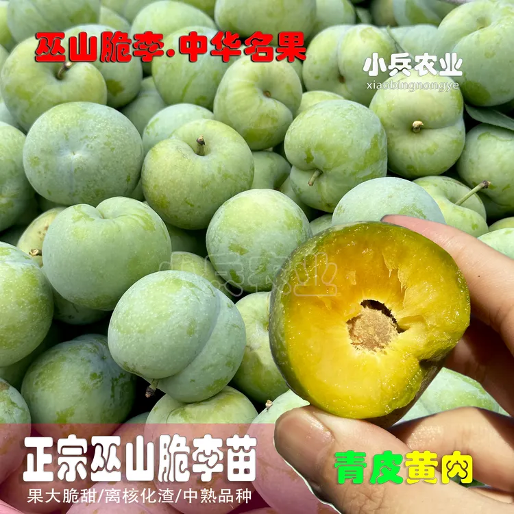 巫山脆李中熟青皮黄肉品种正宗树苗可盆栽(小兵农业顺丰包邮)商品图