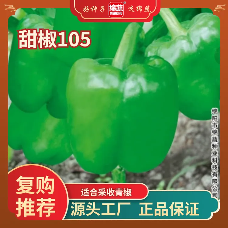 【绵蔬105】甜椒种子中早熟灯笼椒皮薄肉厚口感不辣