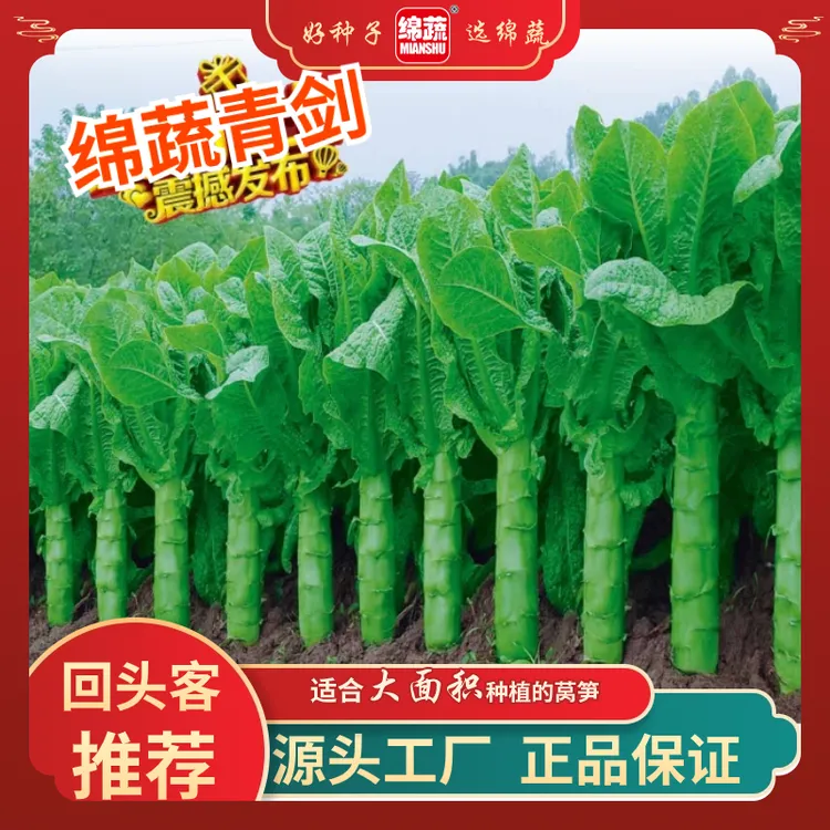 绵蔬【绵蔬青剑】三青莴笋耐寒种子青皮青肉清香味浓高产种植品质