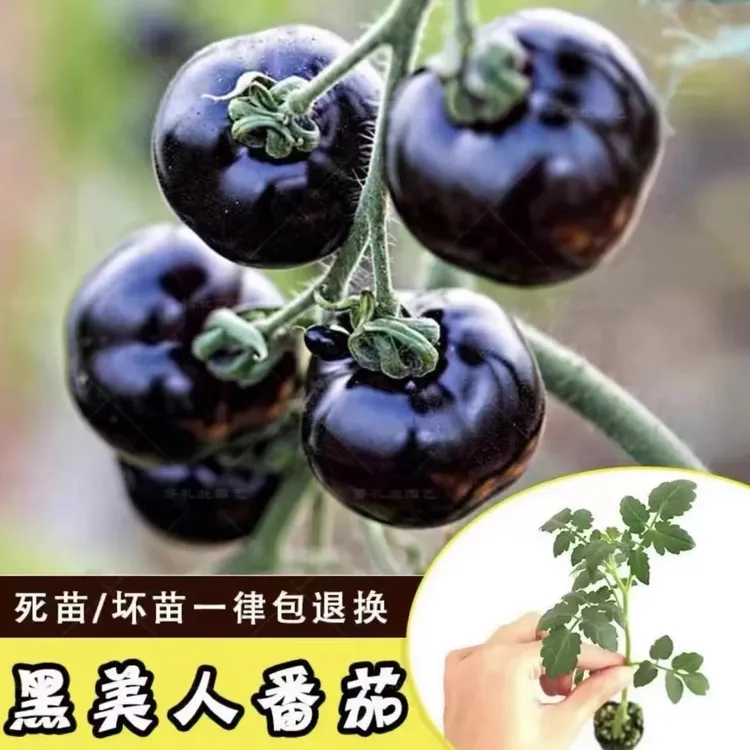 黑番茄秧苗紫西红柿苗黑珍珠种苗樱桃西黑柿春四季蔬菜苗子大全z