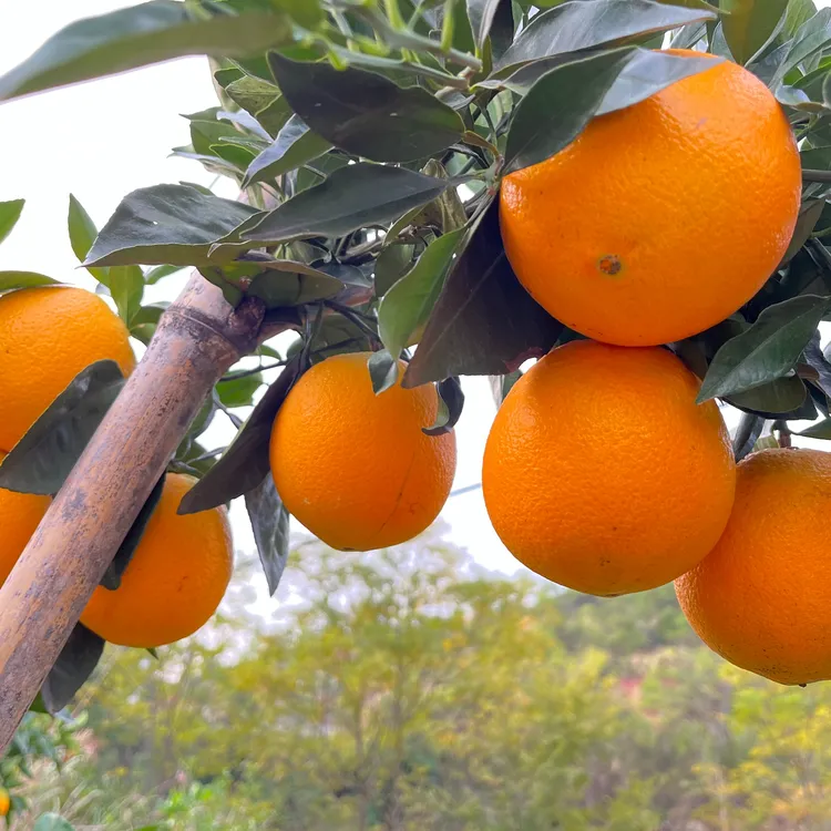 赣南脐橙赣南脐橙首批上架 应季水果 自产自销 果园自采信丰地区