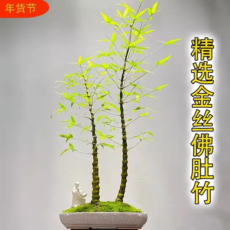 好养金丝佛肚竹丛林生桩金边黄金罗汉竹盆栽节节高室内绿植易存活