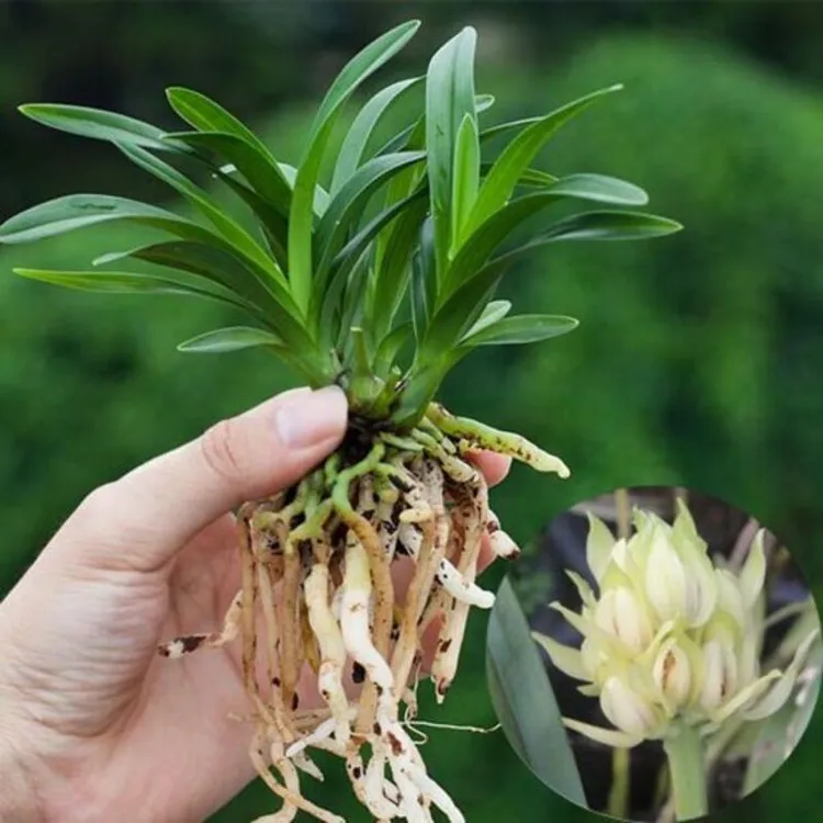 宝莲灯矮种兰花 桌面迷你盆栽花卉建兰花苗植物勤花品种浓香型