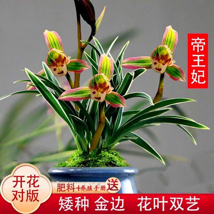兰花金边兰苗矮种花四季兰开花浓香型建兰帝王妃绿植盆栽室内好养