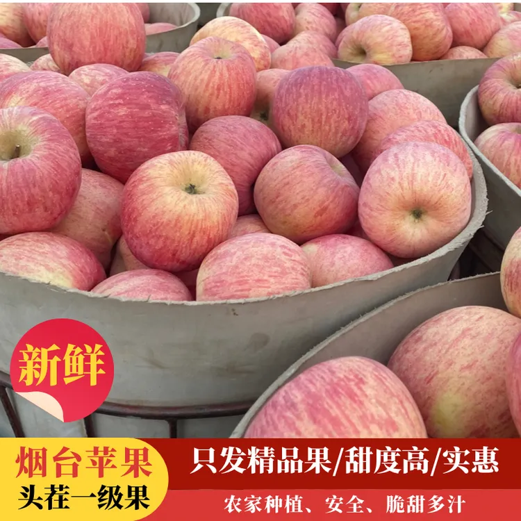 晚下树烟台山地红富士苹果农家种植脆甜多汁现摘新鲜水果整箱包邮