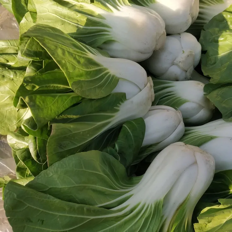 新鲜矮脚黄安徽特产无为小白菜当季蔬菜芜湖巢湖农家现摘小青菜