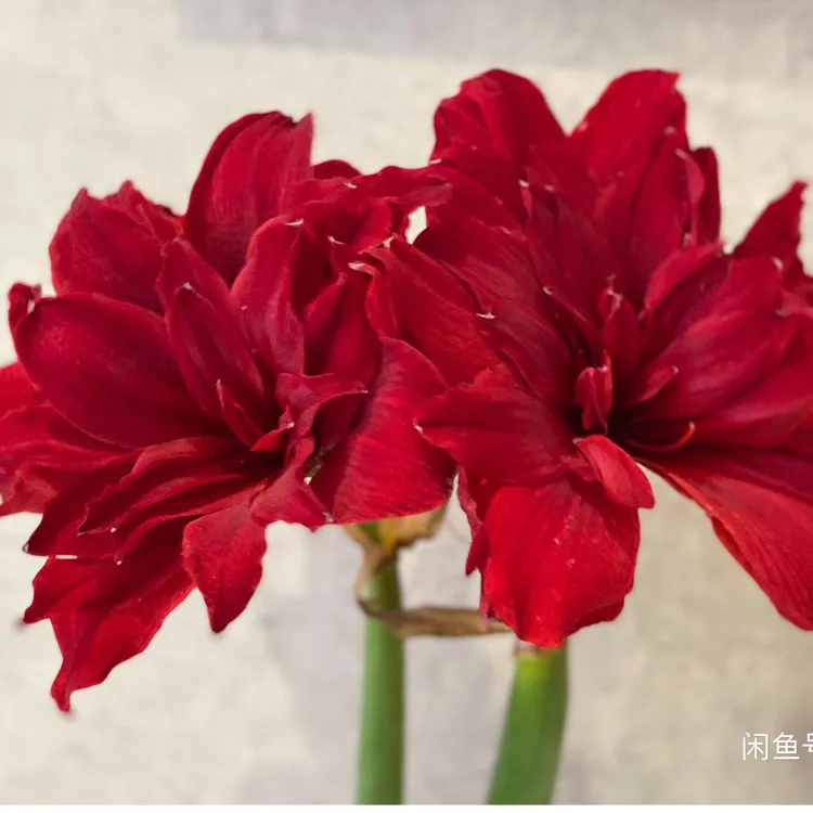 老版《斯嘉丽铃声》猩红贝拉，大花型瓣化绝绝子包对版，寄养联系客服