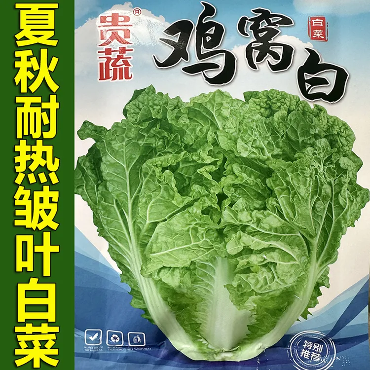 贵州火锅白菜种麻叶鸡窝皱叶白菜种子多叶菜阳台四季农家蔬菜种籽
