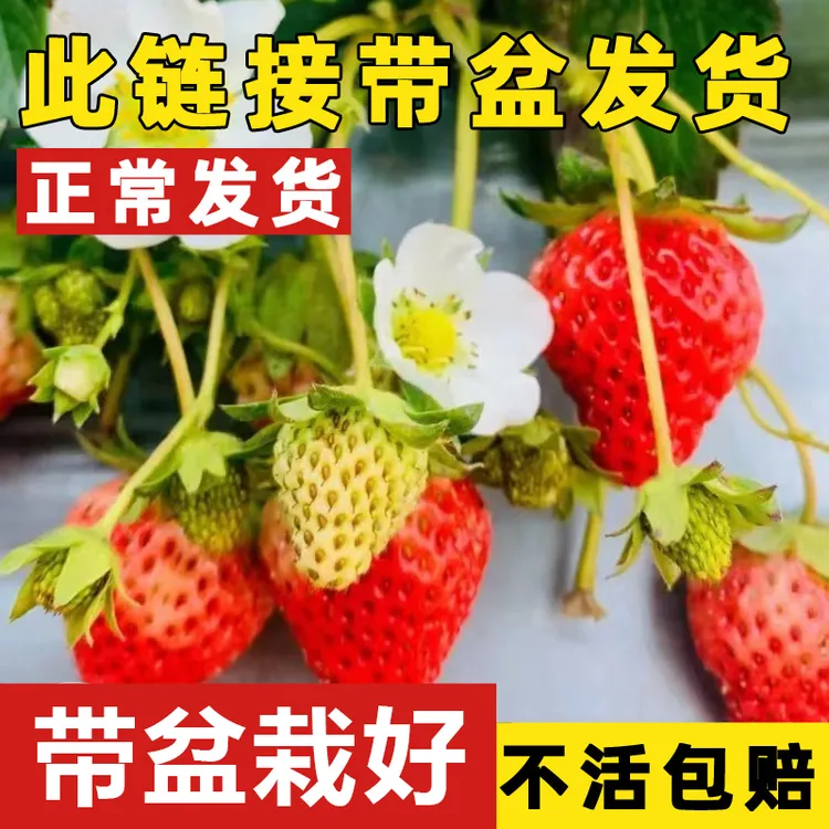 卡质精品草莓苗四季盆栽食用带果带花红颜牛奶油新苗阳台新苗原盆