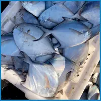 【老纪专享】海捕野生银鲳鱼深海黄海新鲜水产日照顺丰5条/斤4斤
