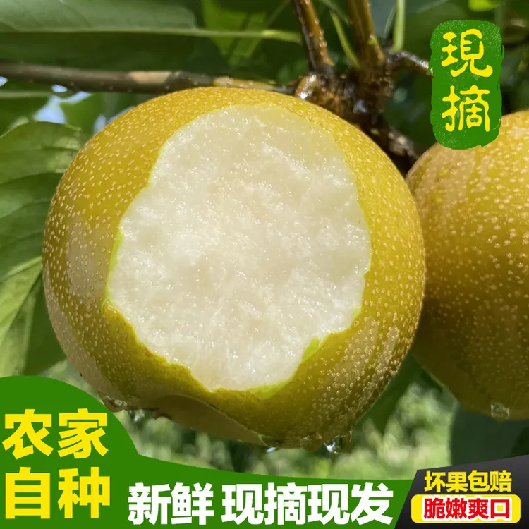 湖北2025年农家自种黄花梨脆酥脆甜多汁麻梨现摘精选大果特大果