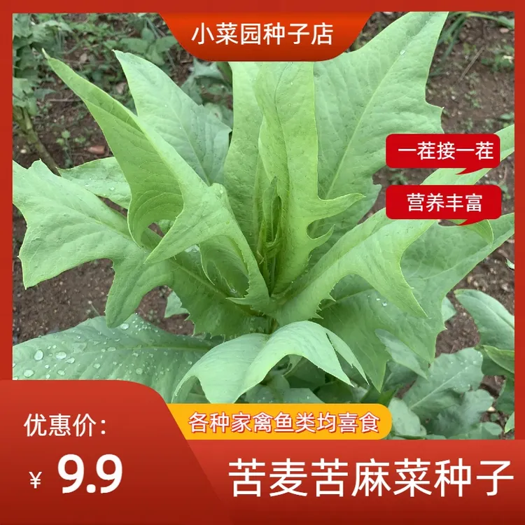 苦麦菜苦麻菜种子苦唛野荬农家养鹅牧草种鸡鸭鹅鱼猪四季耐热良种
