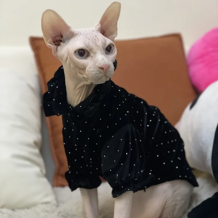 喵酱大人德文猫衣服斯芬克斯无毛猫衣服卷毛猫宠物猫衣服原创设计